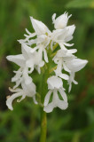 Orchis militaris fma. alba. Closer.2.jpg