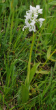 Orchis militaris fma. alba.jpg