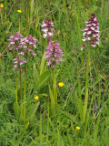 Orchis purpurea and militaris hybrid swarm.3.a.jpg