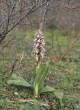 Himantoglossum robertianum.jpg