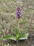 Himantoglossum robertianum.2.jpg