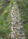 Himantoglossum hircinum. Closer.3.jpg
