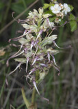 Himantoglossum hircinum. Closer.4.jpg