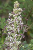 Himantoglossum hircinum. Closer.5.jpg
