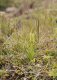 Platanthera hyperborea.1.jpg