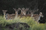 deer 3..jpg