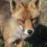Fox..jpg