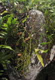 Rhipsalis baccifer.2jpg.jpg