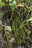 Rhipsalis baccifer.3.jpg