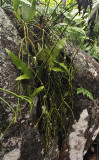 Rhipsalis baccifer.jpg