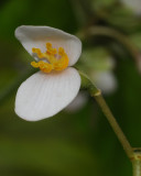 Begonia seychellensis. Female flower close-up.2.jpg