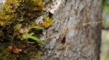Bulbophyllum sp.jpg