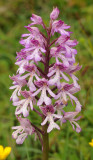 Orchis x hybrida. Closer.3.jpg