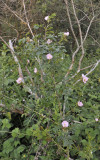 Rosa canina. Bush.jpg