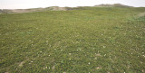 Rosa pimpinellifolia habitat.3.jpg