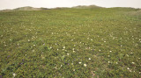 Rosa pimpinellifolia habitat.6.jpg