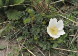 Rosa pimpinellifolia.jpg