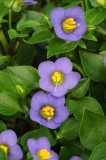 Exacum affine.jpg