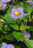 Exacum affine.3.jpg