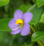 Exacum affine. Close-up side.jpg