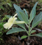 Pedaliaceae. Side.jpg