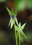 Miersia chilensis. Close-up.3.jpg