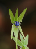 Miersia chilensis. Close-up.4.jpg