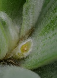 Pistia.jpg