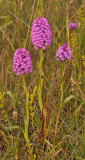 Anacamptis pyramidalis.2.jpg