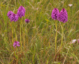 Anacamptis pyramidalis.3.jpg