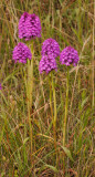 Anacamptis pyramidalis.jpg