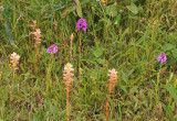 Anacamptis pyramidalis and Orobanche picridis.jpg