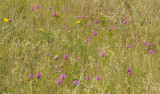 Anacamptis pyramidalis field.3.jpg