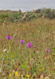 Anacamptis pyramidalis with the sea.jpg