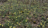 Narcissus pseudonarcissus ssp. pseudonarcissus.5.jpg