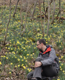 Narcissus pseudonarcissus ssp. pseudonarcissus.9.jpg