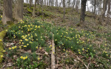 Narcissus pseudonarcissus ssp. pseudonarcissus.14 ..jpg