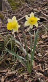 Narcissus pseudonarcissus ssp. pseudonarcissus.Closer.jpg