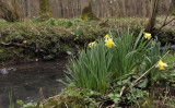 Narcissus pseudonarcissus ssp. pseudonarcissus.jpg