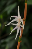 Dendrobium 1.jpg
