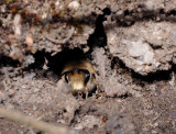 Colletes cunicularius. In nest.2.jpg
