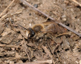 Colletes cunicularius. Male.jpg