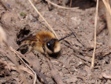 Colletes cunicularius.4.jpg