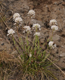 Thlaspi caerulescens subsp. calaminare.jpg