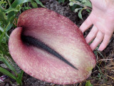 Helicodiceros muscivorus. Closer. With hand.jpg
