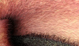 hairy stuff.jpg
