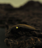 Pyrophorus sp.3.jpg