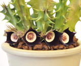 Huernia oculata.3.jpg
