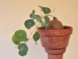 Stephania erecta.jpg
