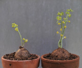 Stephania erecta, Male and female plants.jpg